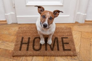 Buyers Shouldn't Notice Your Pet's Presence